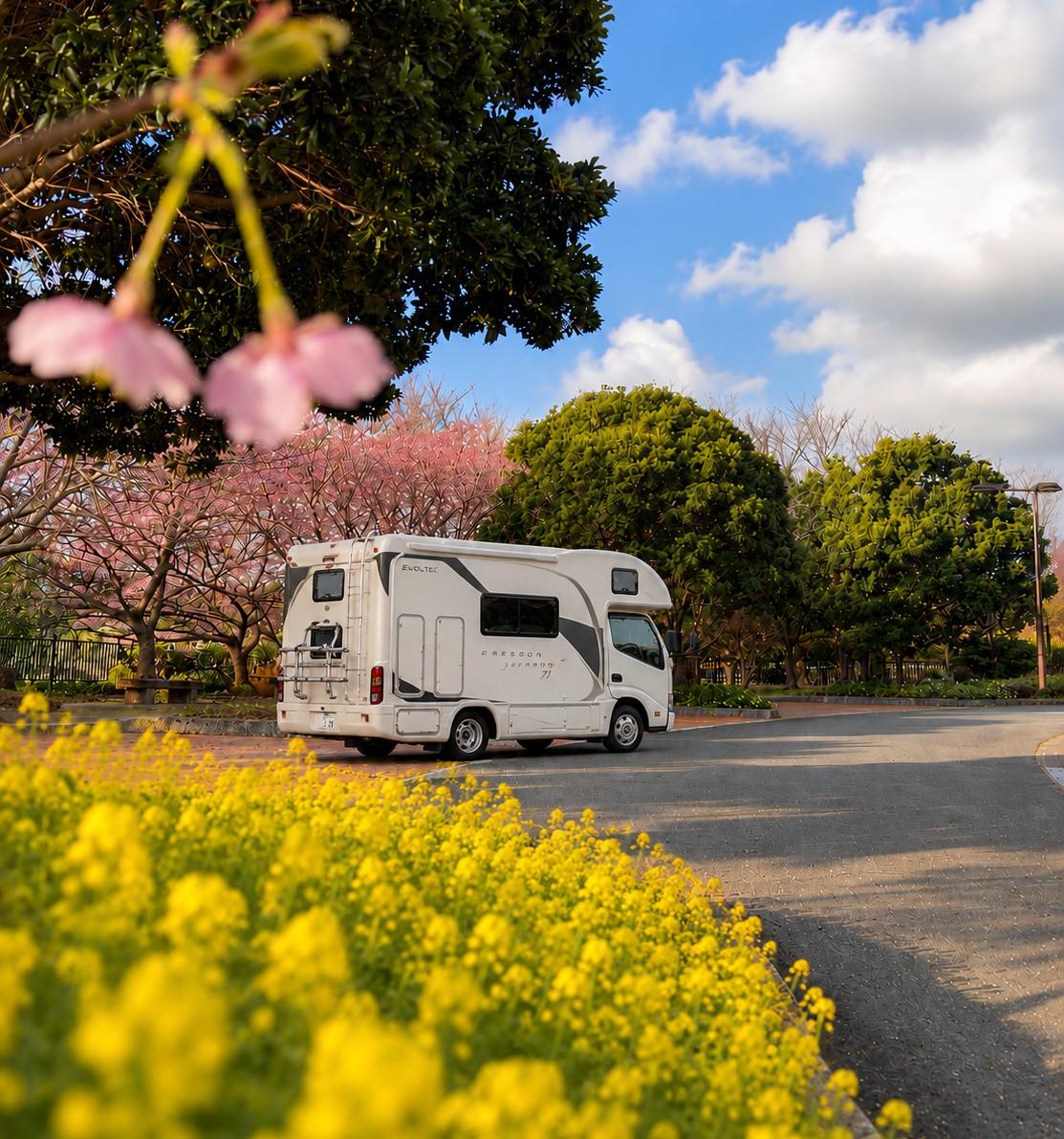桜と菜の花